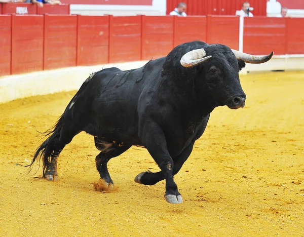 Espanhol Touro Lutando Espanha — Fotografia de Stock