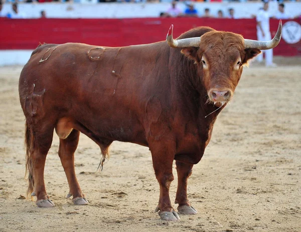 Espanhol Touro Lutando Espanha — Fotografia de Stock