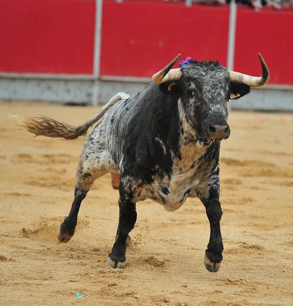 Spanyol Harci Bika Spanyolország — Stock Fotó