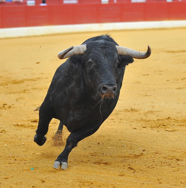 Španělské Bojové Býk Španělsku — Stock fotografie