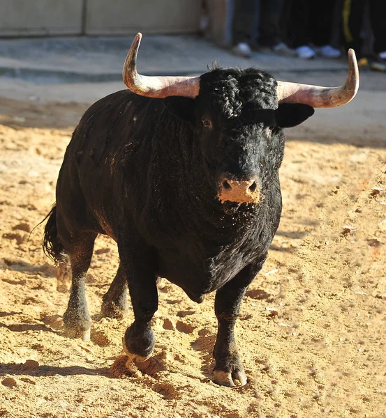 Spanish Fighting Bull Spain — Stock Photo, Image