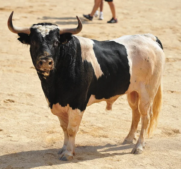 Toro Combate Español España —  Fotos de Stock