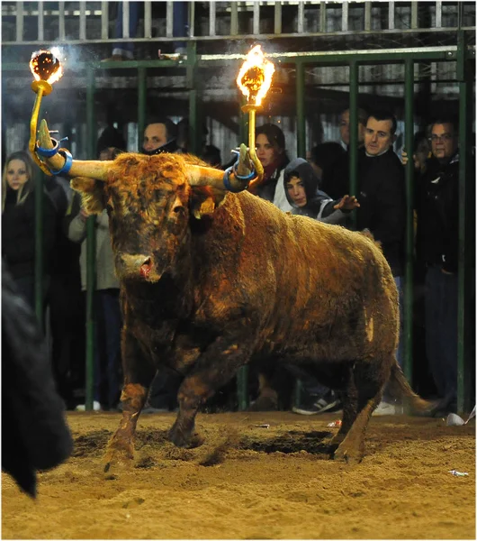 Spagnolo Combattimento Toro Spagna — Foto Stock