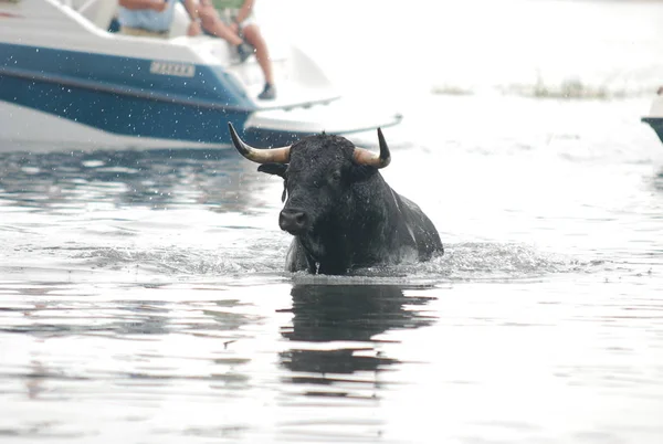 Toro Combate Español España — Foto de Stock