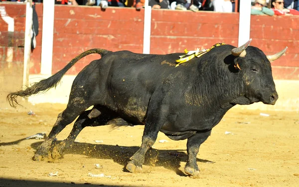 Spanischer Kampfstier Spanien — Stockfoto