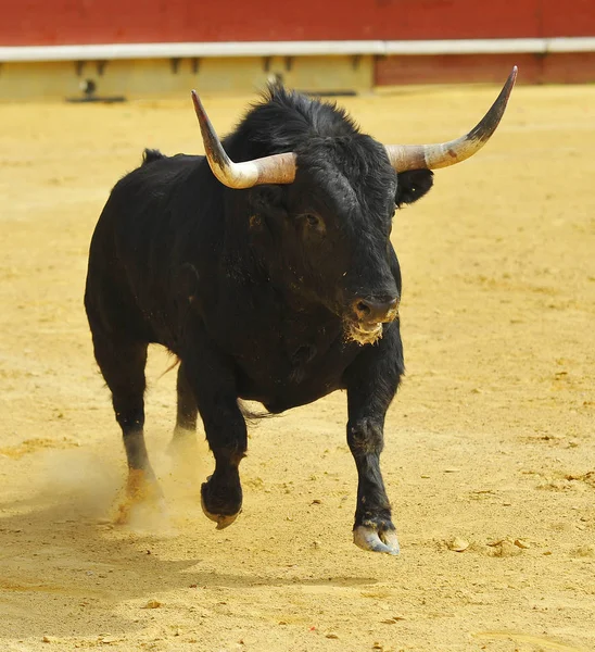 Espanhol Touro Lutando Espanha — Fotografia de Stock