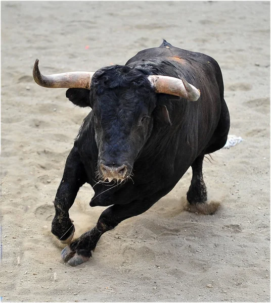 Toro Combate Español España — Foto de Stock