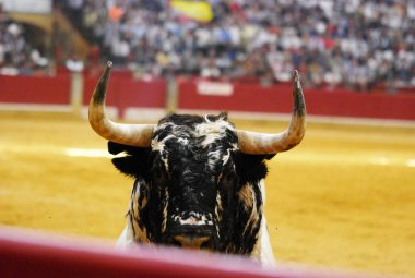 İspanya İspanyol mücadele boğa