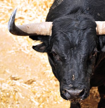 İspanya İspanyol mücadele boğa