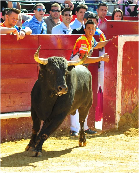 Spagnolo Combattimento Toro Spagna — Foto Stock