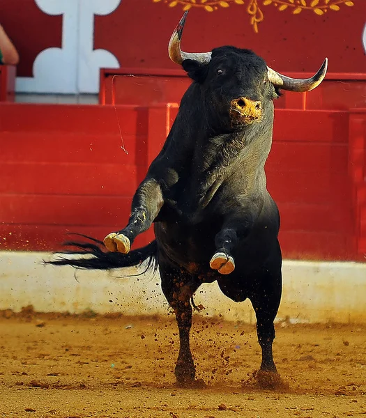Spanischer Kampfstier Spanien — Stockfoto