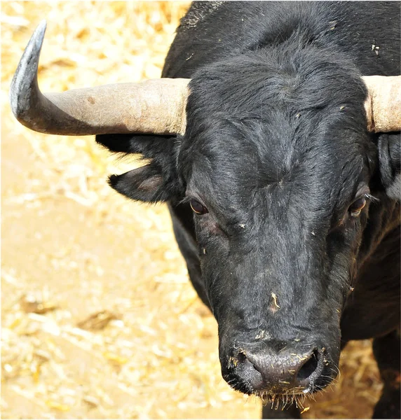 Toro Combate Español España — Foto de Stock