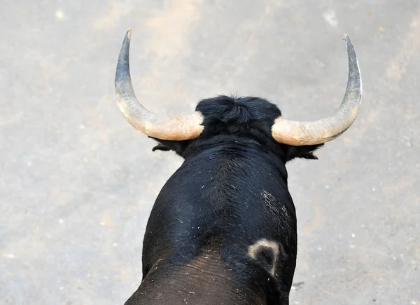 Toro Combate Español España — Foto de Stock