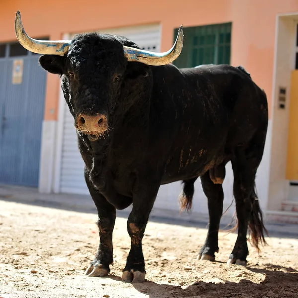 Espanhol Touro Lutando Espanha — Fotografia de Stock