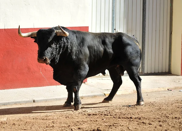 Spanska Kämpar Tjur Spanien — Stockfoto