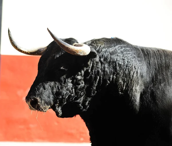 Spanyol Harci Bika Spanyolország — Stock Fotó