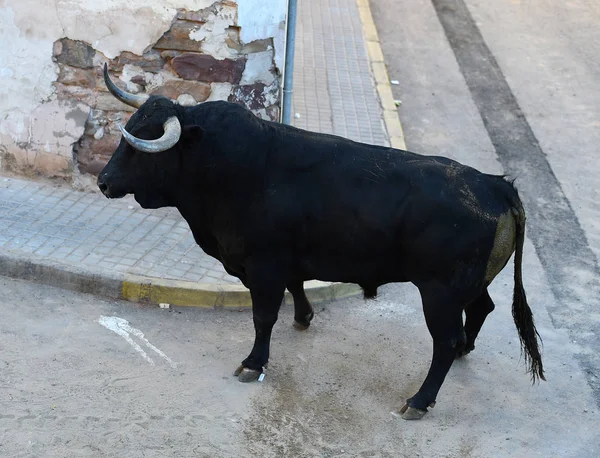 Toro Combate Español España — Foto de Stock