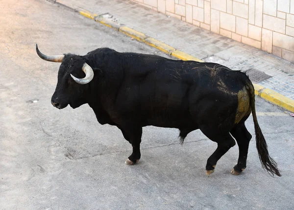 Toro Combate Español España — Foto de Stock