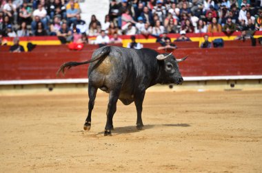 İspanyol bullring boğa