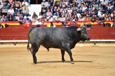 İspanyol bullring boğa