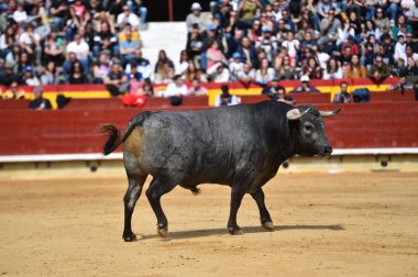İspanyol bullring boğa