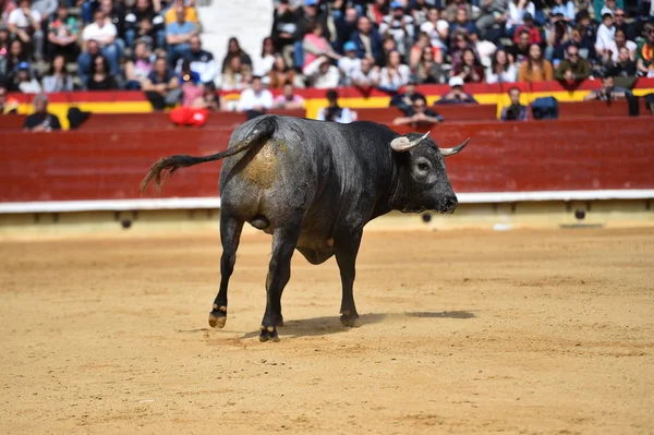 İspanyol bullring boğa