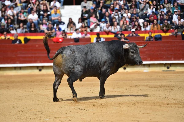 Toro Plaza Toros Española —  Fotos de Stock