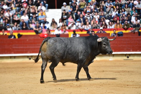 İspanyol bullring boğa