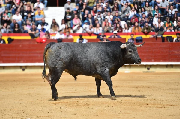 İspanyol bullring boğa