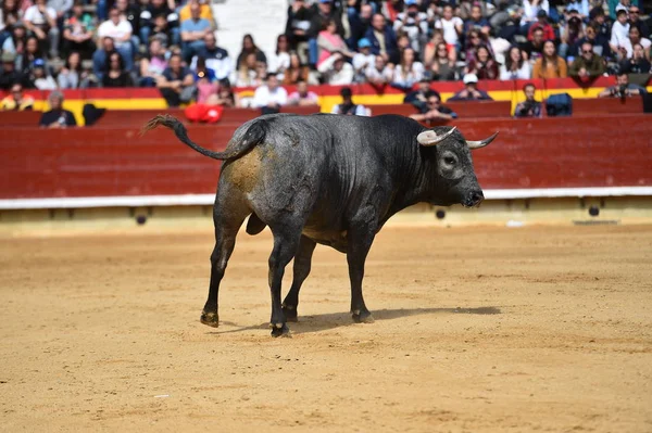 Stier Spanischer Stierkampfarena — Stockfoto