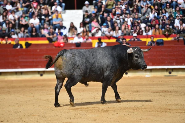 Spanyol Bullring Boğa — Stok fotoğraf