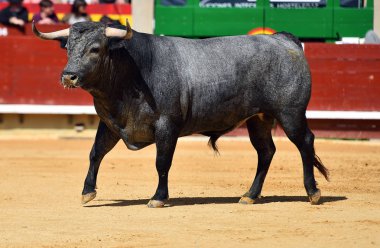 İspanyol bullring boğa