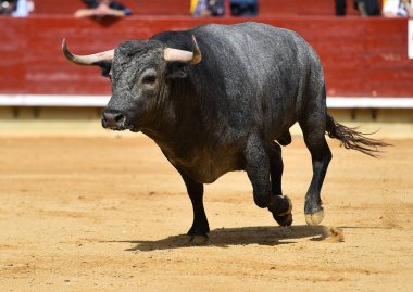 İspanyol bullring boğa