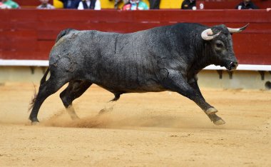 İspanyol bullring boğa