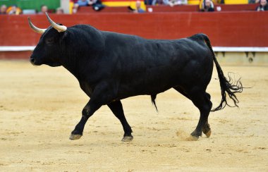 İspanyol bullring boğa