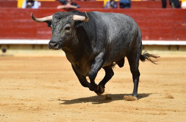 İspanyol bullring boğa