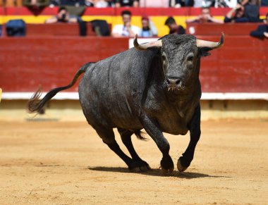 İspanyol bullring boğa