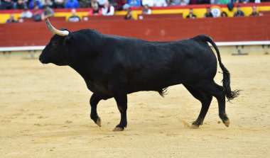 İspanyol bullring boğa