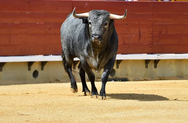 Touro Tournée Espanhola — Fotografia de Stock