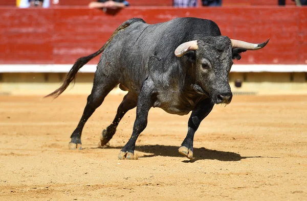 Tjuren Spanska Tjurfäktningsarena — Stockfoto