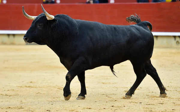 スペインの闘牛場で牛します — ストック写真