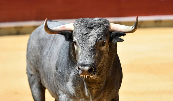 Bull Spanish Bullring — Stock Photo, Image