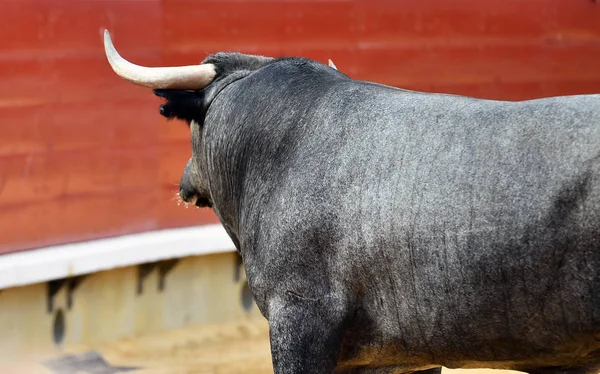 Stier Spanischer Stierkampfarena — Stockfoto