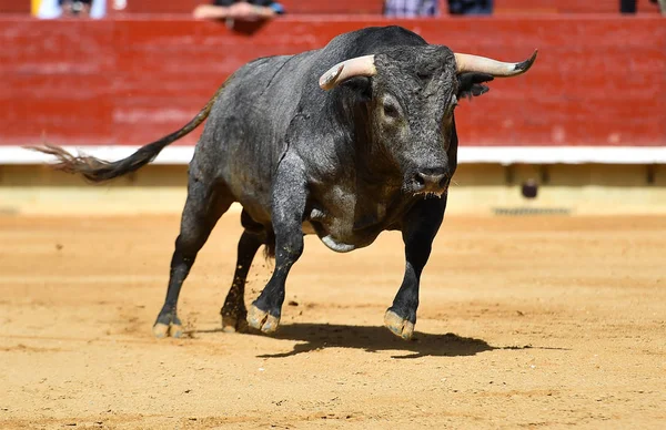 Bull Spanish Bullring — Stock Photo, Image