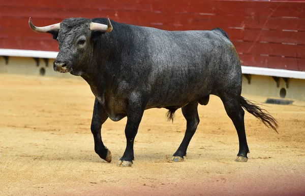 Bull Španělské Býčí Zápasy — Stock fotografie