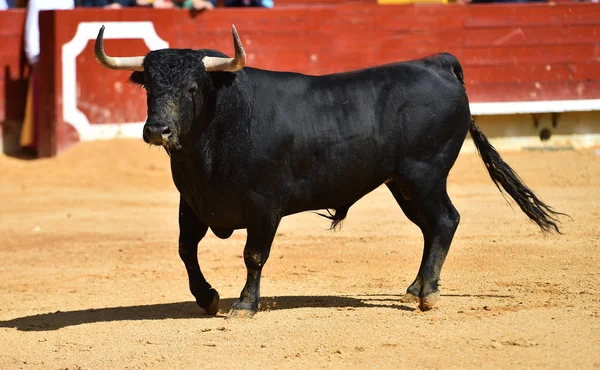 Touro Tournée Espanhola — Fotografia de Stock