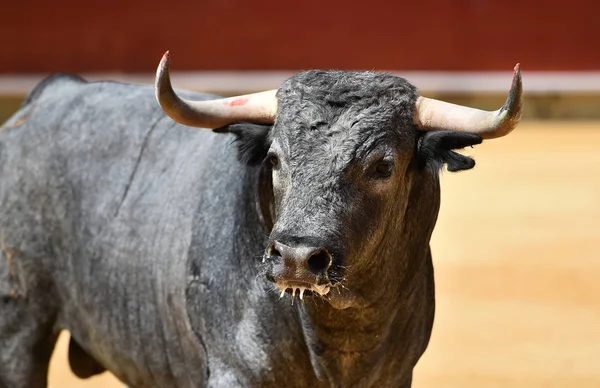 Bull Spanish Bullring — Stock Photo, Image