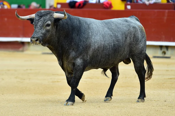 Bull Spanish Bullring — Stock Photo, Image