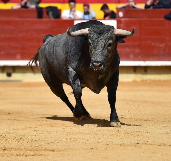 在西班牙斗牛场公牛 — 图库照片