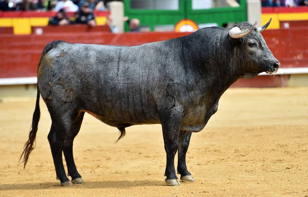 Toro Bullring Spagnolo — Foto Stock